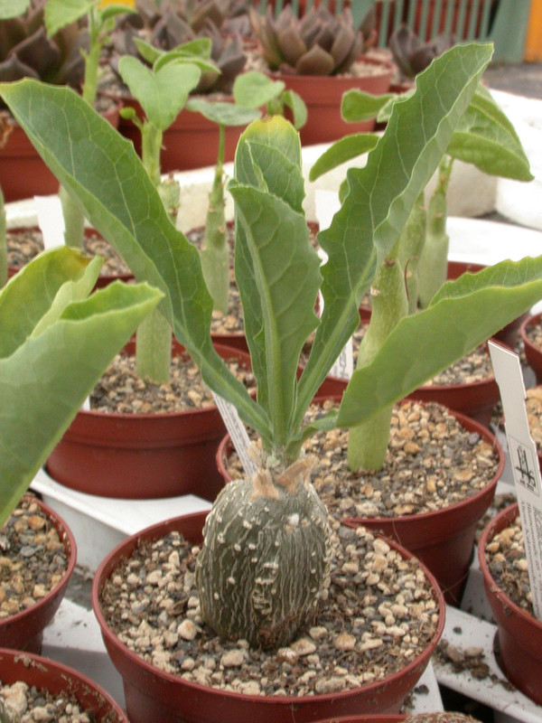 cephalopentandra ecirrhosa 3677