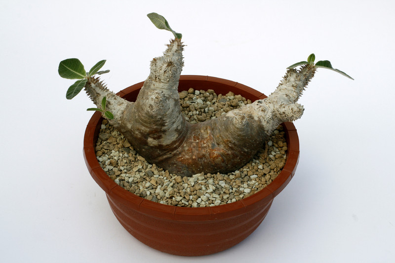 pachypodium densiflorum ibity 1615