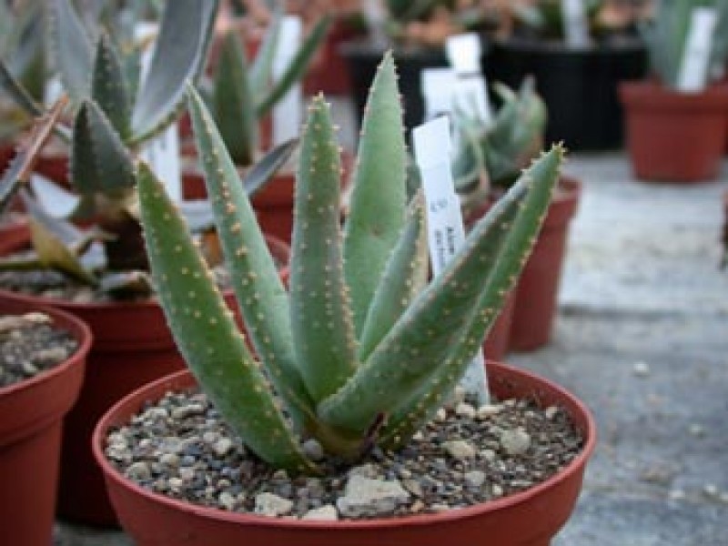 aloe dichotoma w