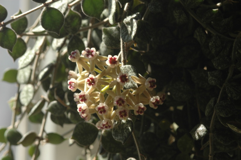 hoya curtisii 10
