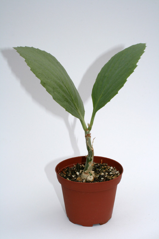 cyphostemma juttae 4019