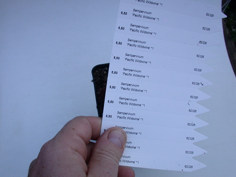 sempervivum pacific wildwine 5749