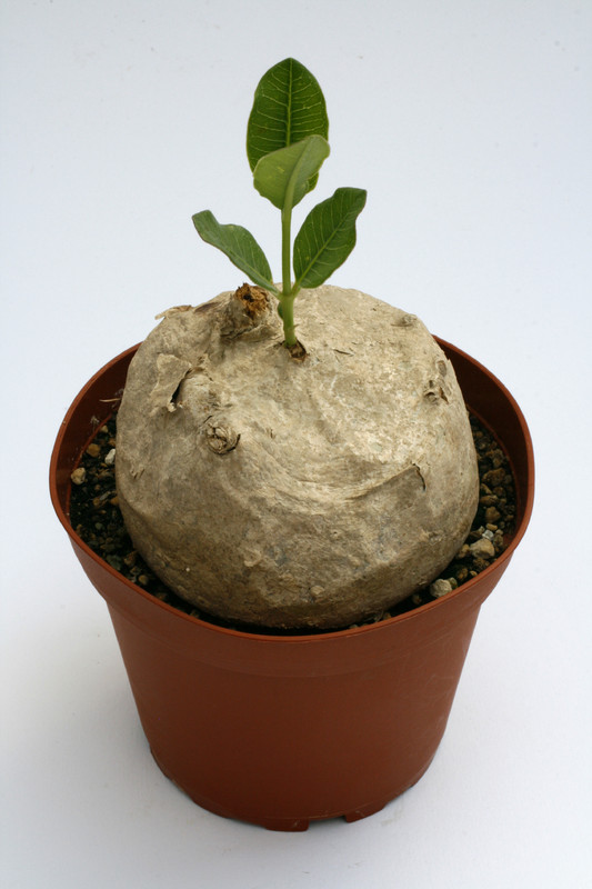 raphionacme longituba 9545