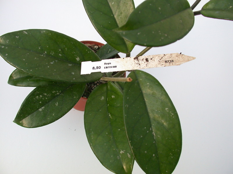 hoya carnosa 1414
