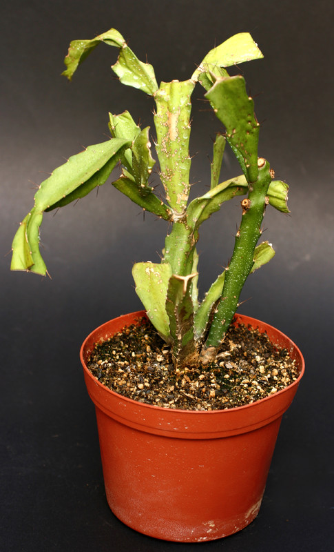 lepismium myagawe 0391
