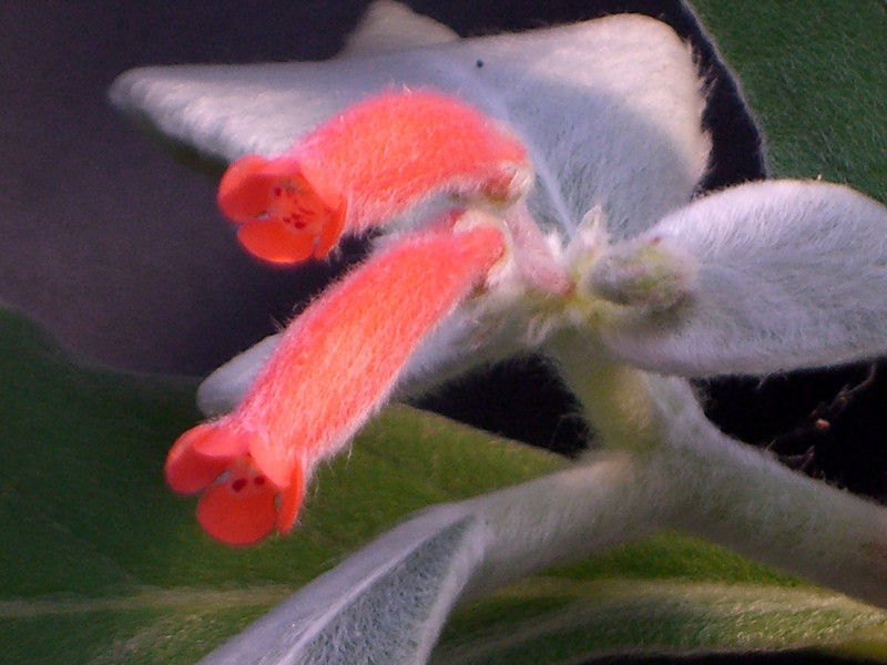 rechsteineria leucotricha 1636.jpg