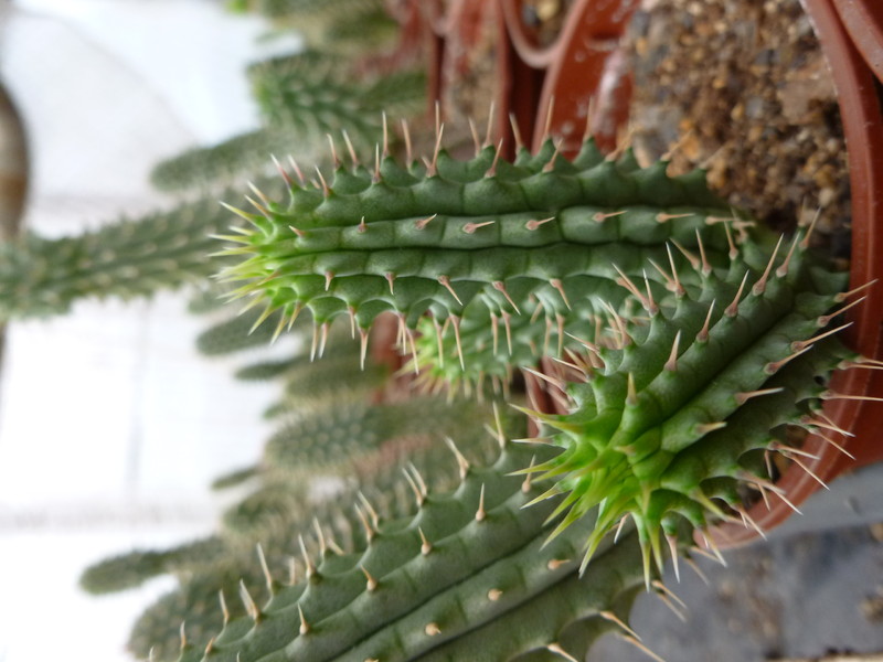 hoodia gordonii 1030394