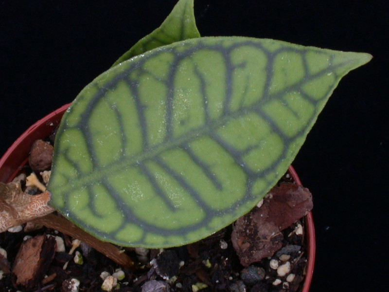 hoya meredithii 01
