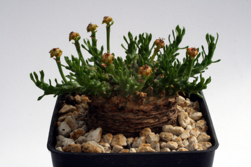 euphorbia gorgonis 0191
