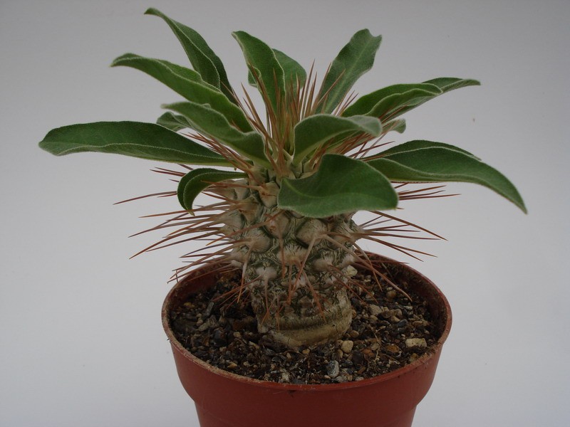 pachypodium namaquanum 749
