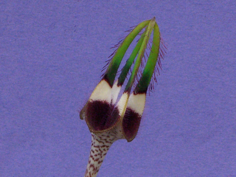 ceropegia radicans radicans 2236