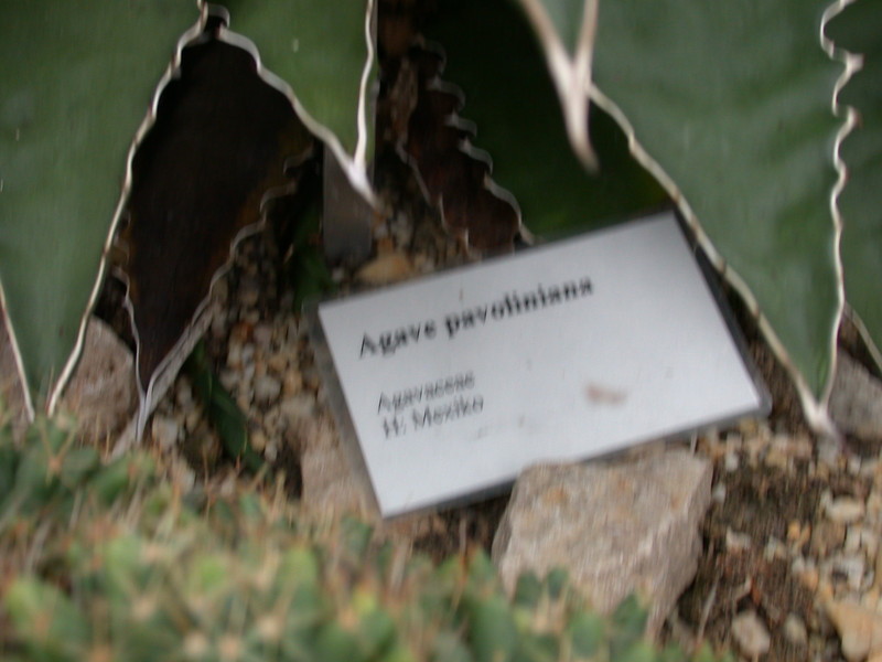 agave pavoliniana 9067