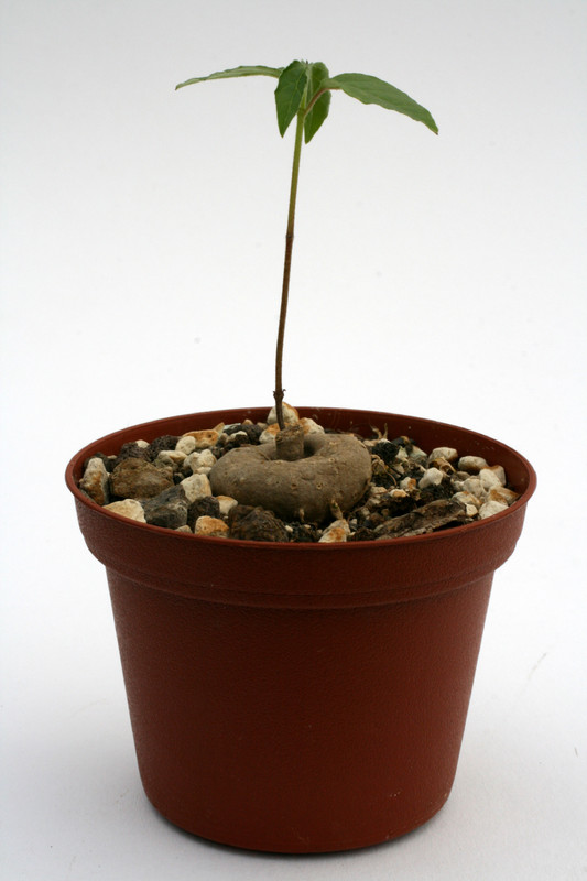 ceropegia purpurascens 0726