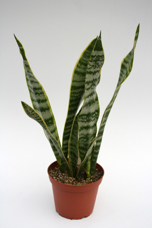 sansevieria trifasciata 5716
