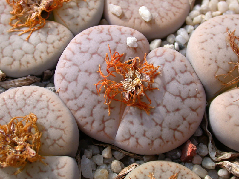 lithops pseudotruncatella volkii 03