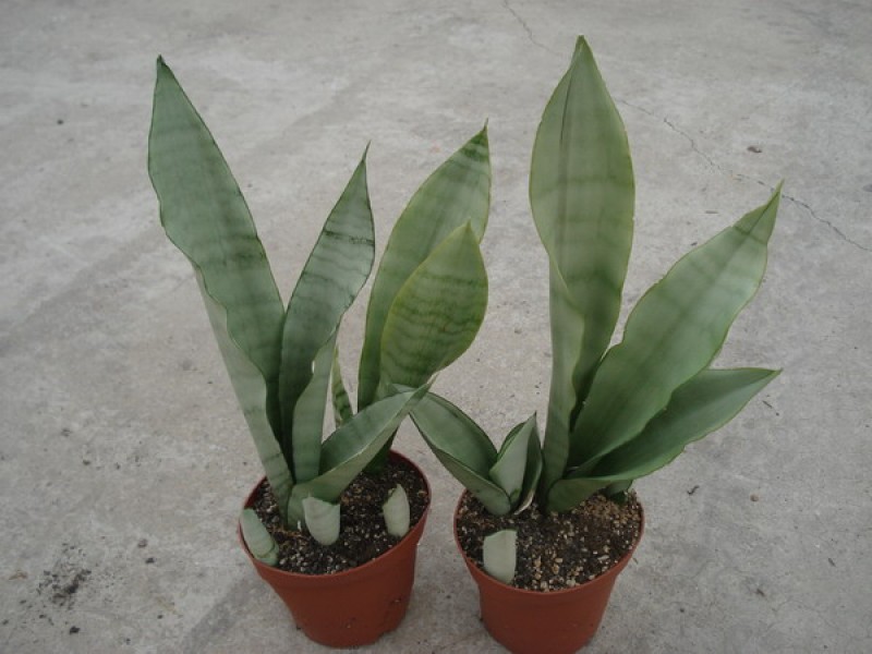sansevieria moonshine 05