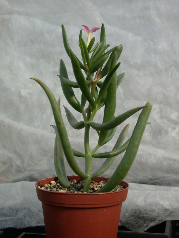 kalanchoe kewensis 01