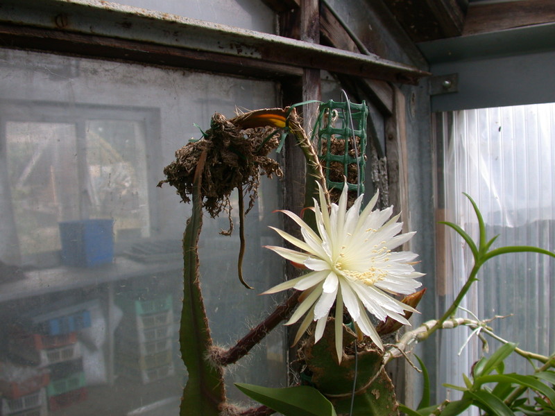 strophocactus wittii 5458