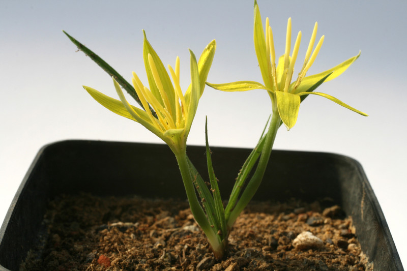 empodium plicatum 6571