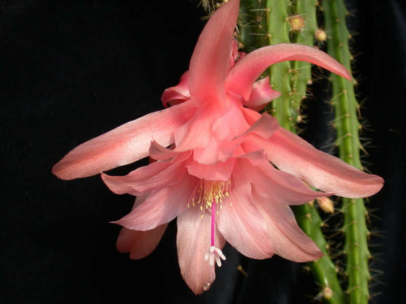 aporocactus wendy 03