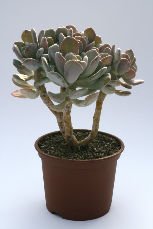 pachyphytum silberfaecher 7975