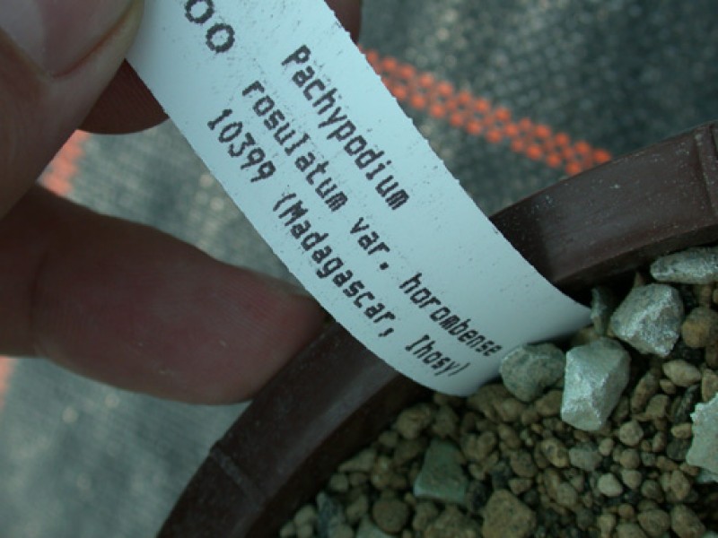 pachypodium rosulatum horombense es10399 ihosy 05