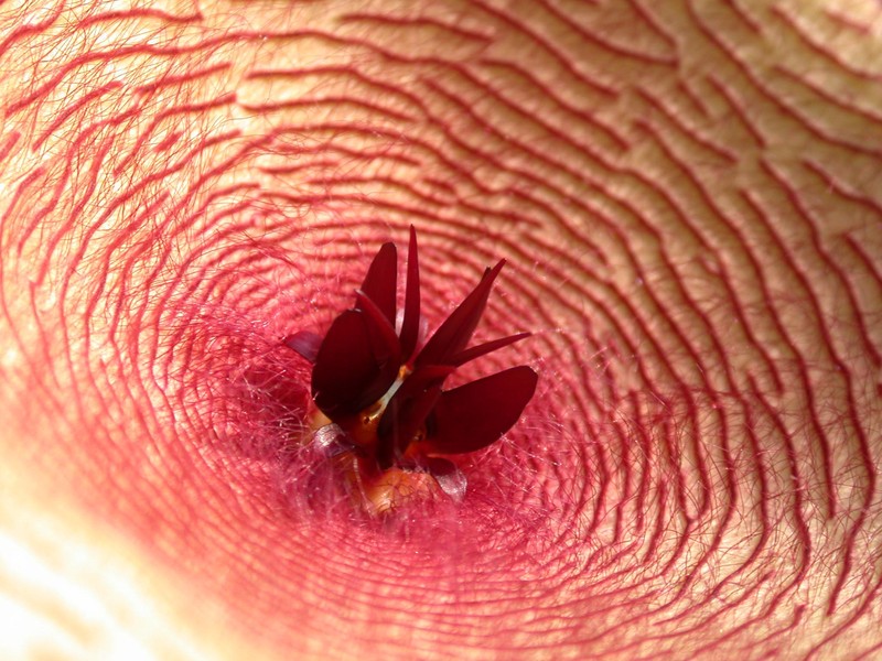 stapelia ambigua eret 03
