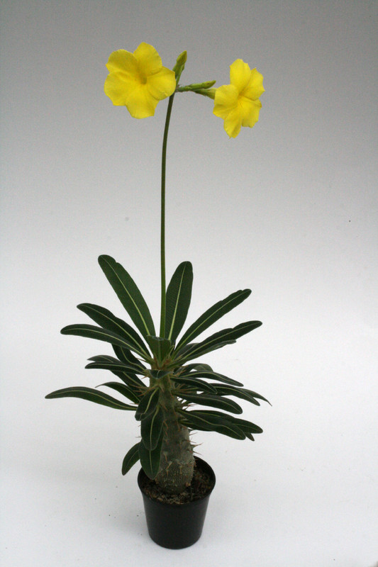 pachypodium rosulatum 9583