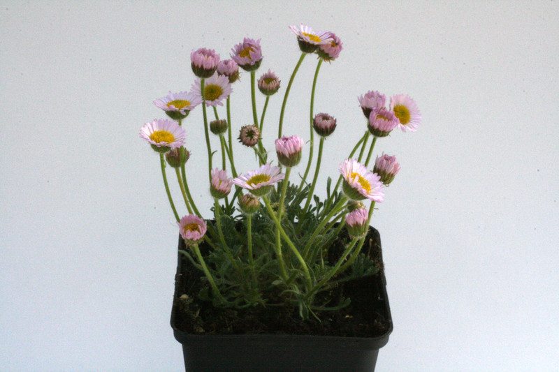 erigeron compositus 8548