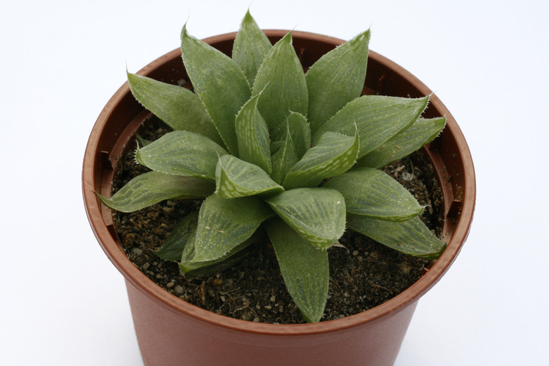 haworthia cymbiformis obtusa 1472