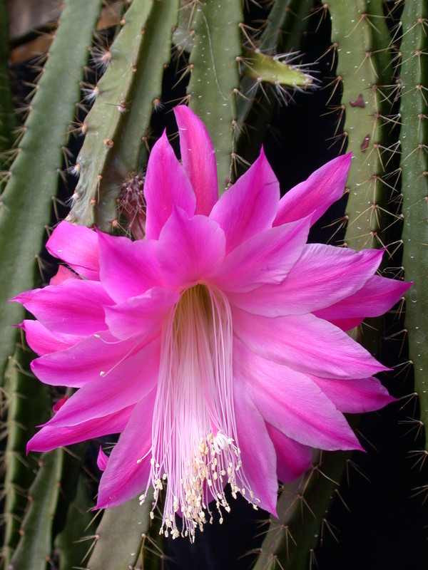 aporocactus fliedery paetz 982536