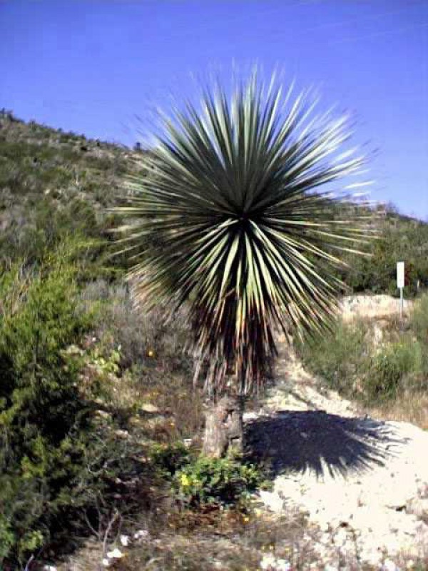 dasylirion spineless