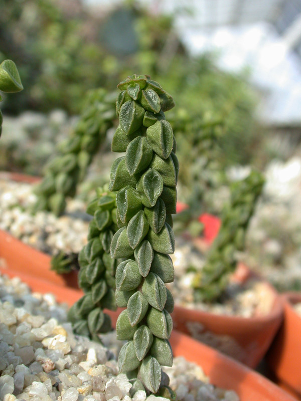peperomia columnella2