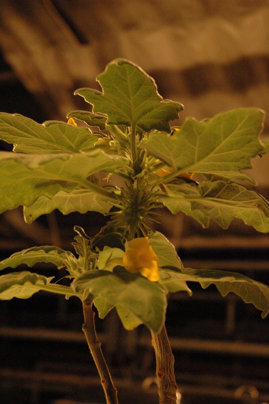 uncarina roeoesliana 11