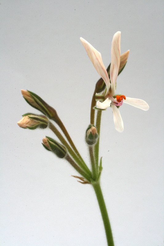 pelargonium campestre 7307