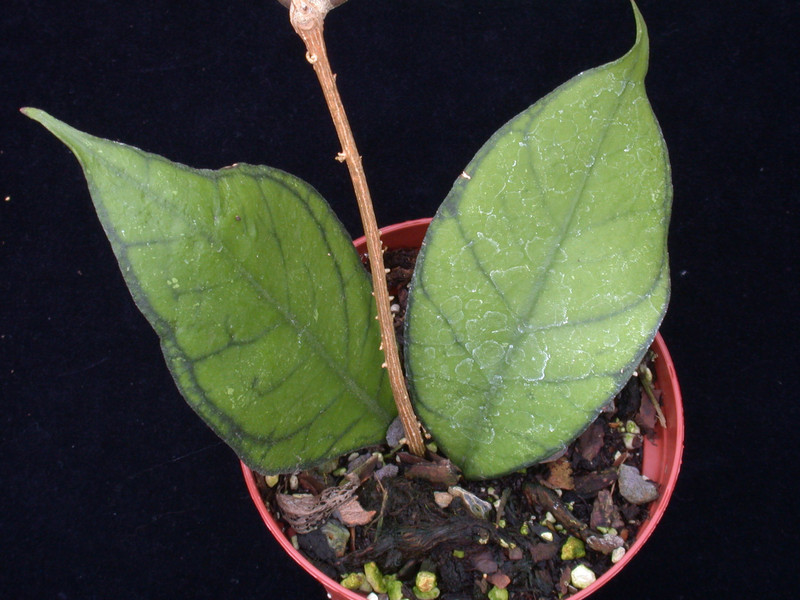 hoya meredithii borneo 01
