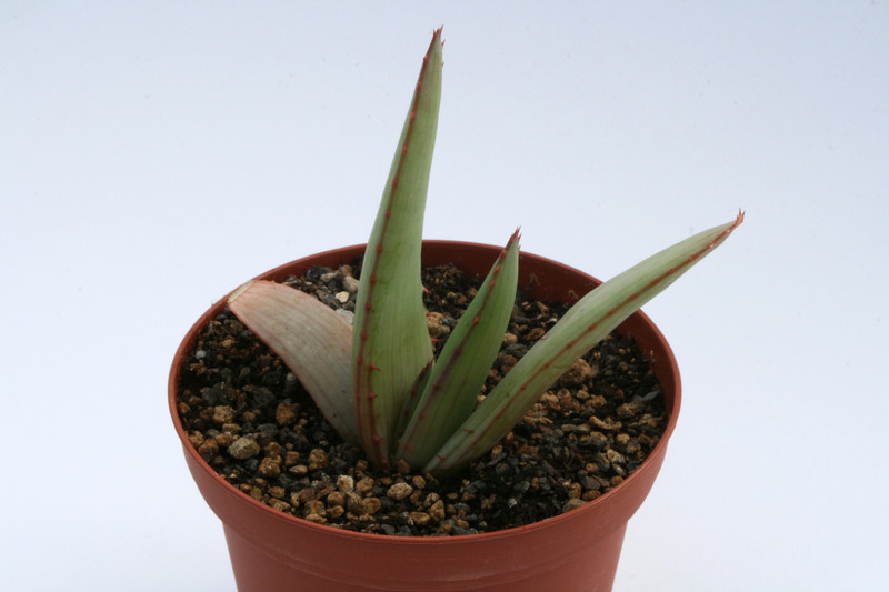 aloe aculeata 6661