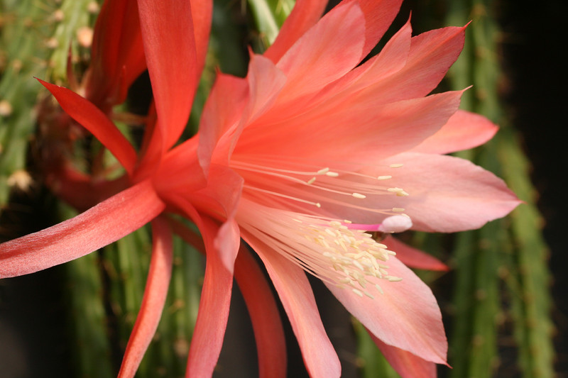 aporocactus shirley 0014