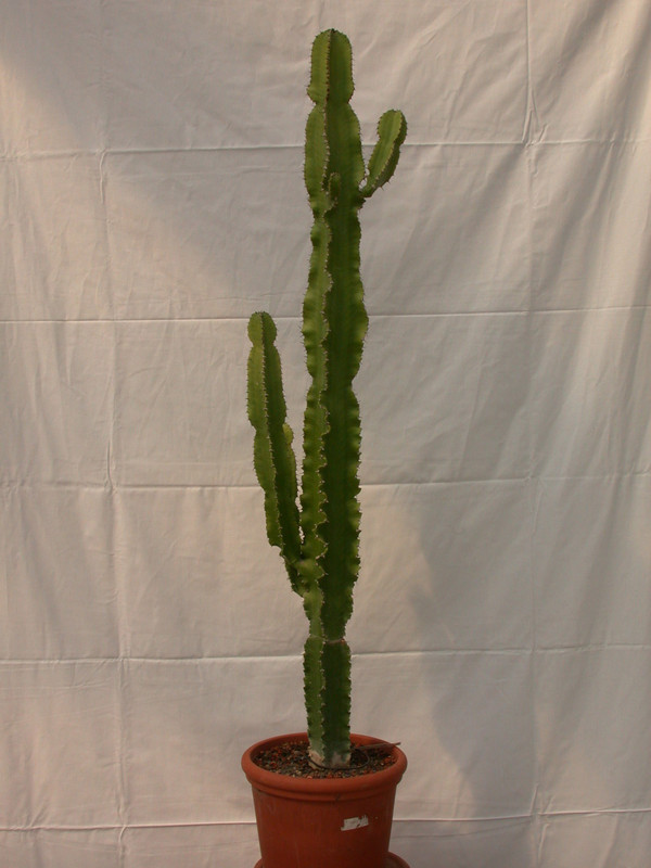 euphorbia ingens 80eu 1513