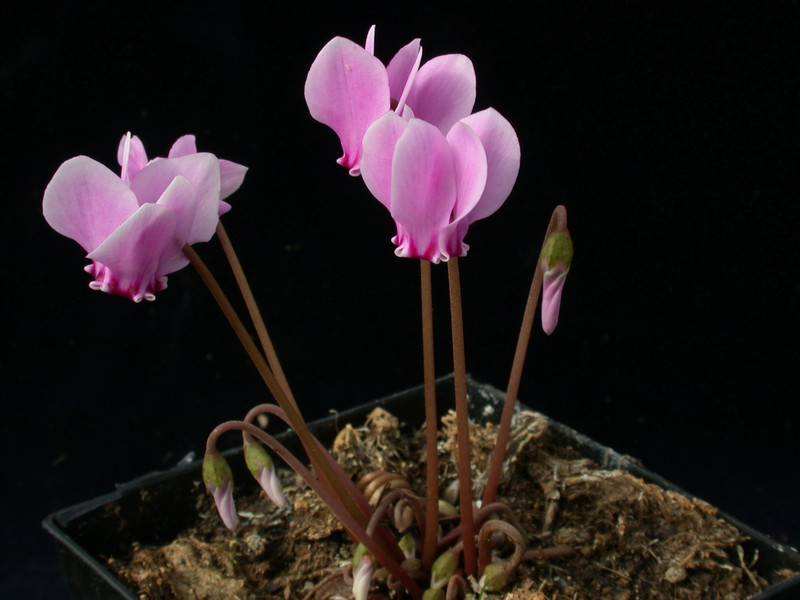 cyclamen hederifolium 02