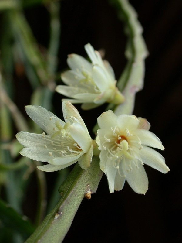 lepismium warmingianum 8975