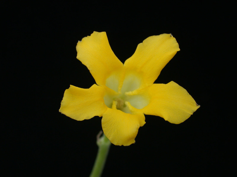 pachypodium horombense 01