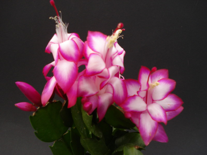 schlumbergera salsa dancer 1622