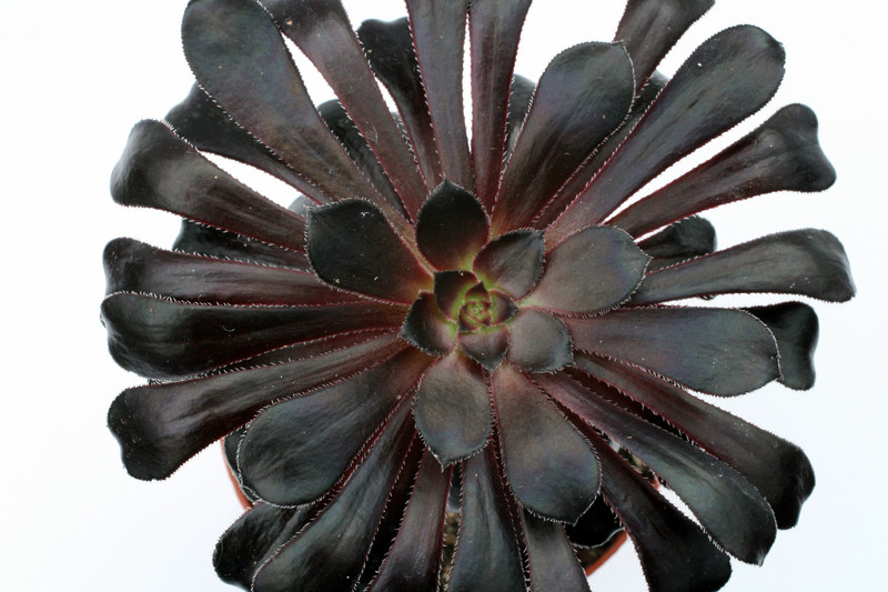 aeonium arboreum cv black night 0359