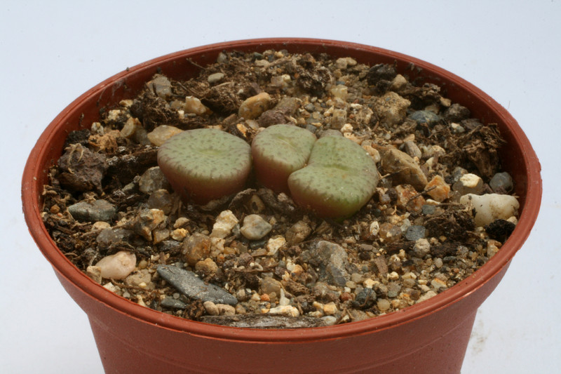 conophytum obcordellum ceresianum kaaimansgat 2860