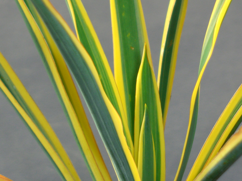 yucca filamentosa bright edge 2165