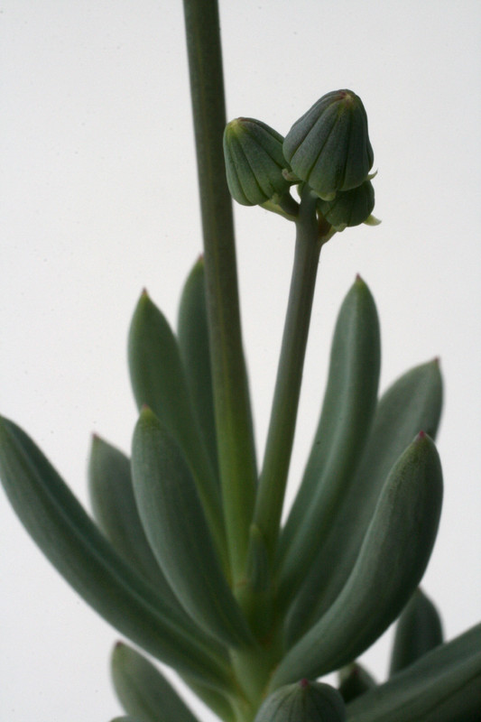 senecio serpens 0882
