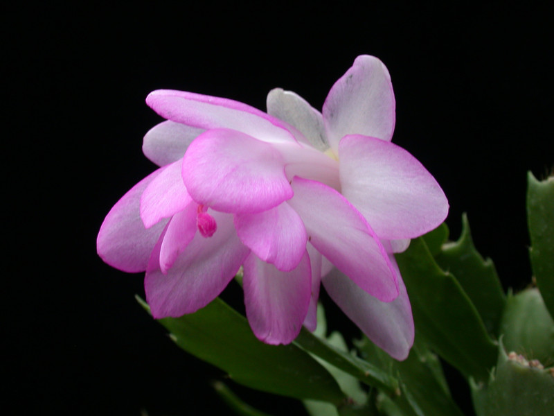 schlumbergera lady linda 11