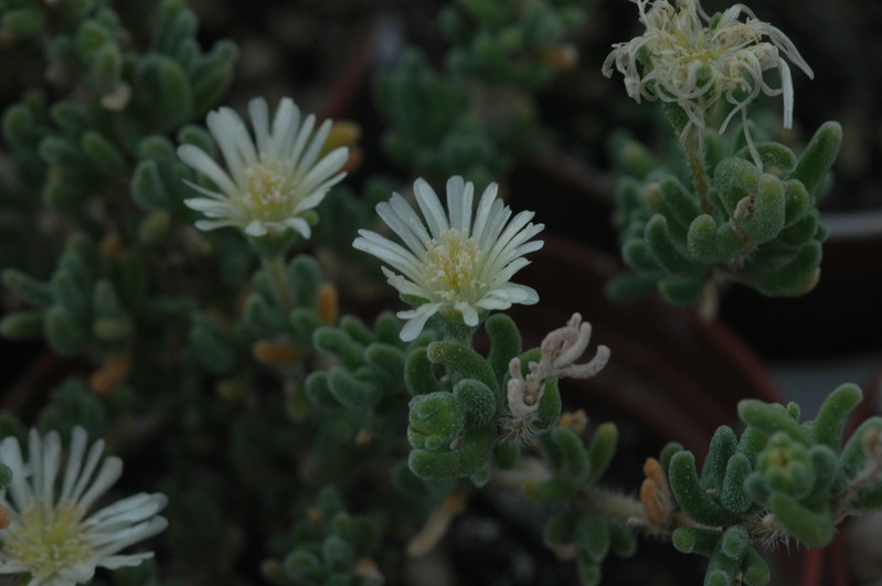 drosanthemum eburneum 1813