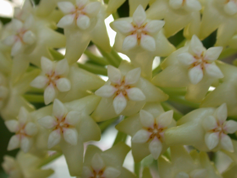 hoya parasitica citrina c3 paul 01